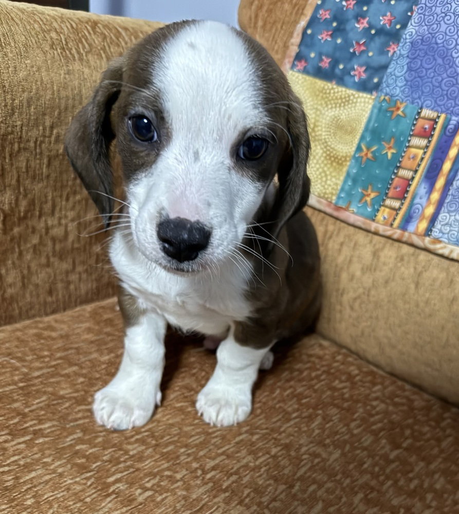 Beagle