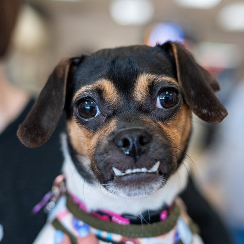 Edwina Sharma, an adoptable Pug in Mundelein, IL
