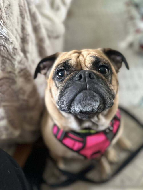 Matcha, an adoptable Pug in Mundelein, IL
