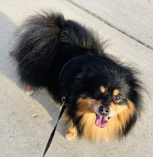 Tumbleweed, an adoptable Pomeranian in Mundelein, IL