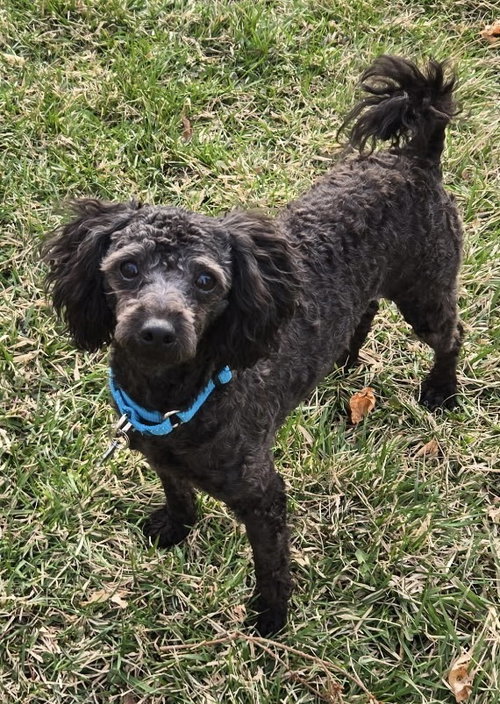 Frisbee, an adoptable Poodle in Mundelein, IL