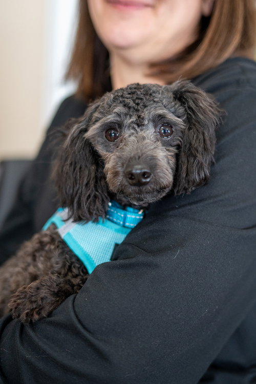 picture of the dog needing adoption