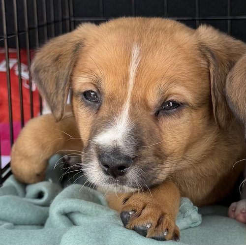 Jean-Ralphio, an adoptable Terrier in Mundelein, IL