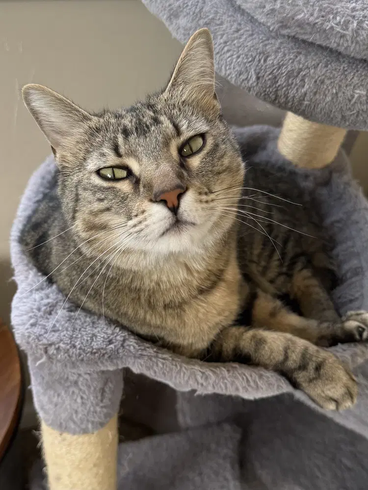 Valley - Domestic Short Hair