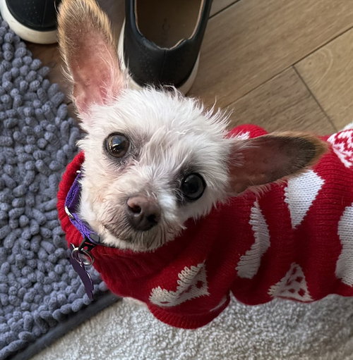 Delia, an adoptable Maltese in Mundelein, IL