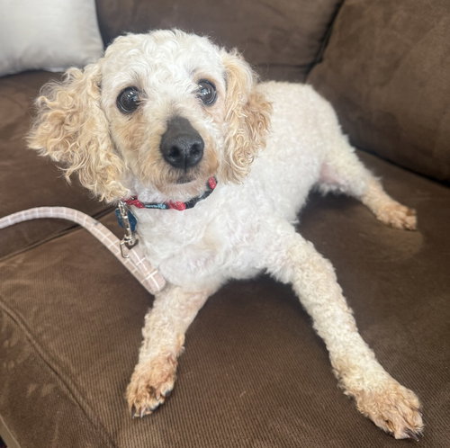 Orzo, an adoptable Poodle in Mundelein, IL