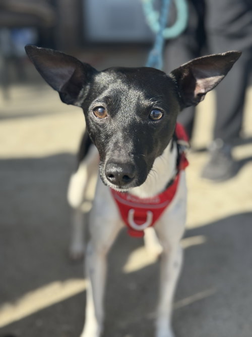 Drifter, an adoptable Rat Terrier in Mundelein, IL