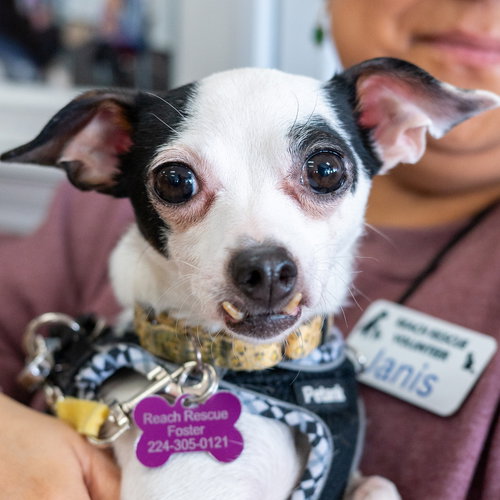Hope, an adoptable Chihuahua in Mundelein, IL