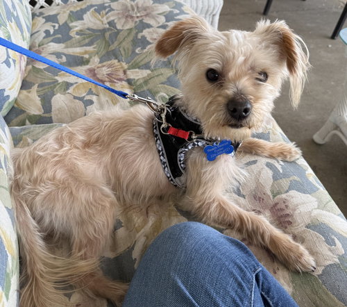 Dunkin, an adoptable Silky Terrier in Mundelein, IL