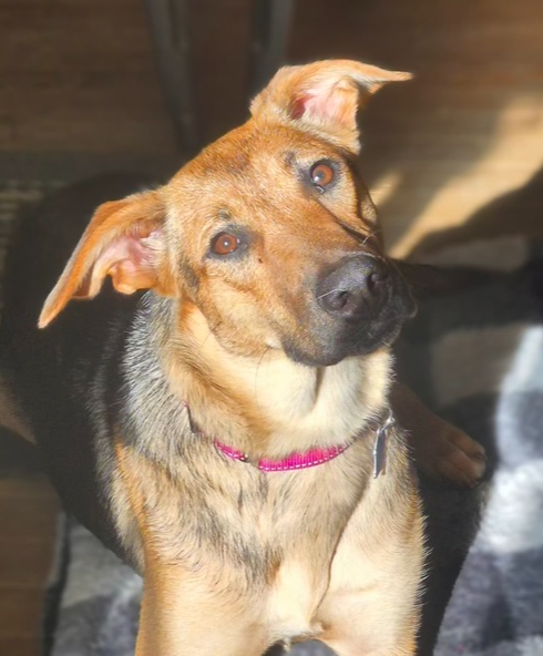 picture of the dog needing adoption