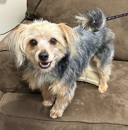 picture of the dog needing adoption