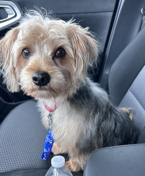 Landon, an adoptable Yorkshire Terrier Yorkie in Mundelein, IL