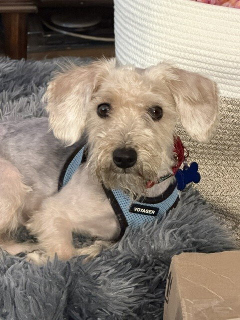 Teddy Roosevelt, an adoptable Yorkshire Terrier Yorkie in Mundelein, IL