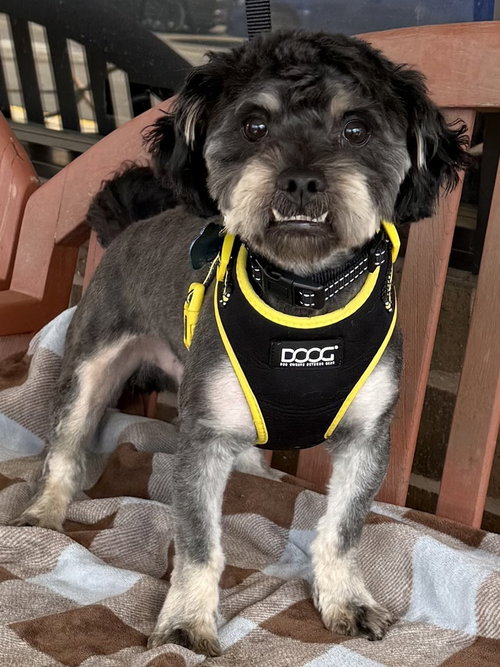 PLINKO - Poodle (Miniature) / Schnauzer available for adoption