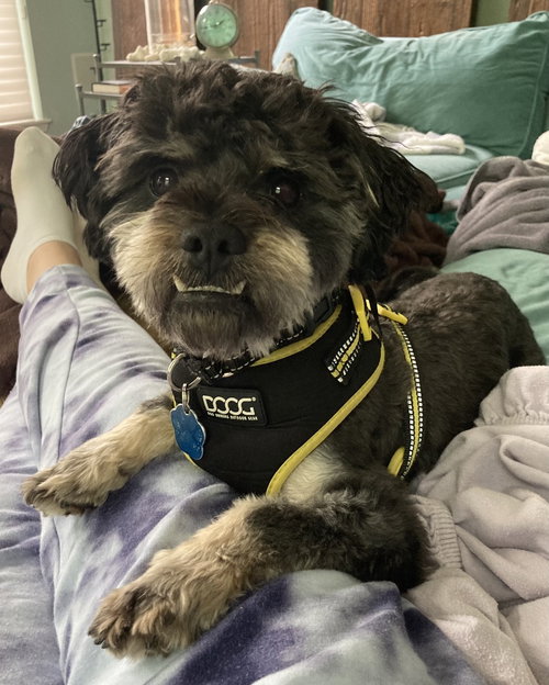 PLINKO - Shih Tzu / Schnauzer available for adoption