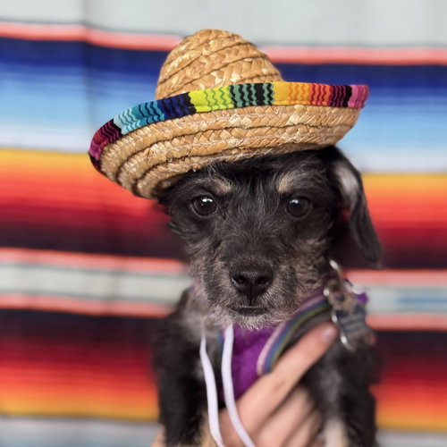 Pippa, an adoptable Terrier in Mundelein, IL