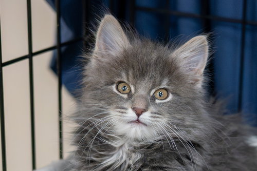 PROFESSOR DINKINS - Domestic Short Hair available for adoption