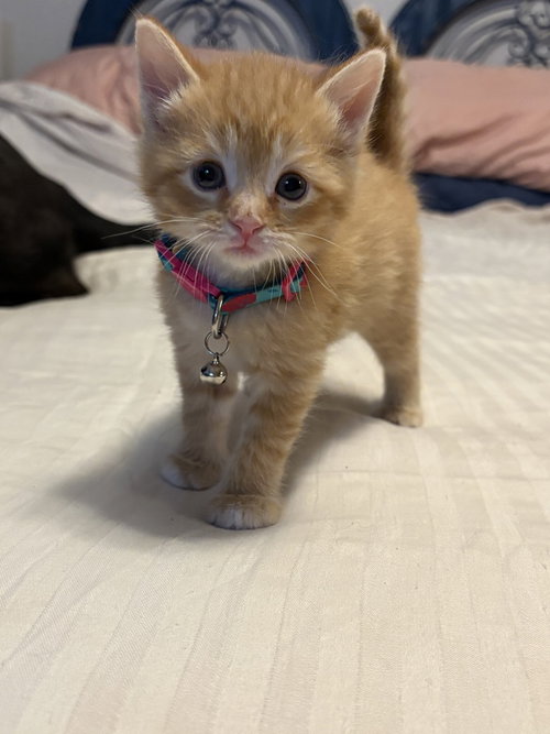 Carolina Rose, Baby Domestic Short Hair (short coat), cat for adoption in Orland Park, Illinois