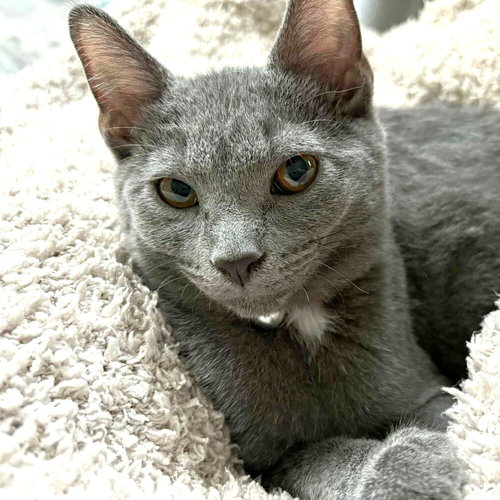 Sherpa, Baby Domestic Short Hair / Mixed, cat for adoption in Orland Park, Illinois