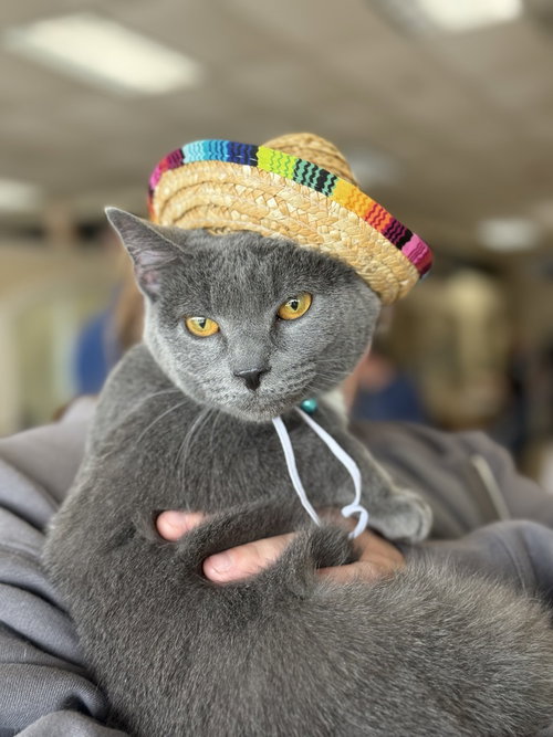 Sherpa, an adoptable Domestic Short Hair in Mundelein, IL