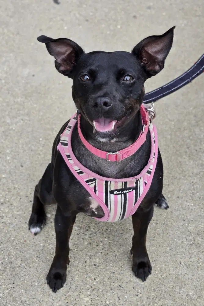 Savvy - Manchester Terrier