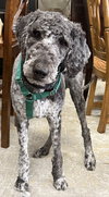 Hershel - Photo 1