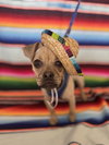 Skeeter - Photo 1