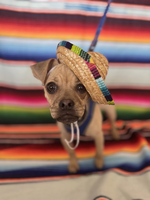 SKEETER - Chihuahua / Pug available for adoption