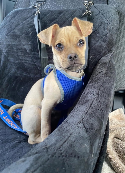 SKEETER - Chihuahua / Pug available for adoption