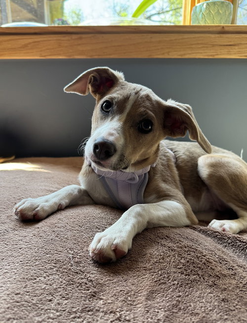 GIGI - Terrier available for adoption