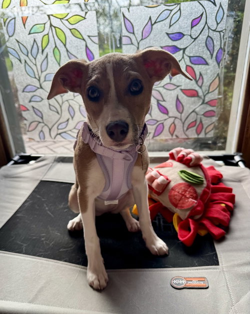 GIGI - Terrier available for adoption