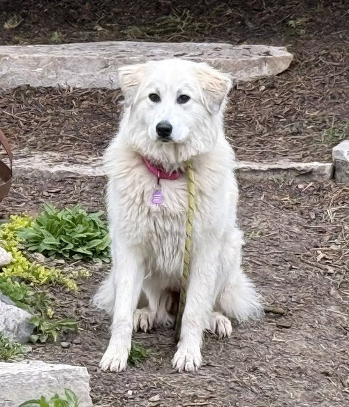 AVA - Great Pyrenees available for adoption
