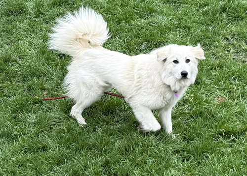 AVA - Great Pyrenees available for adoption