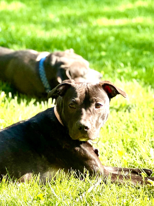 Parker Posey, an adoptable Pit Bull Terrier in Mundelein, IL