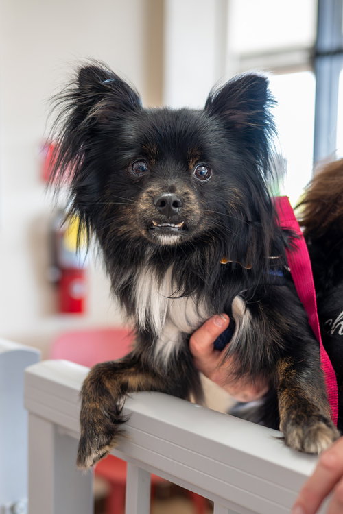 Bruce Wayne, an adoptable Papillon in Mundelein, IL