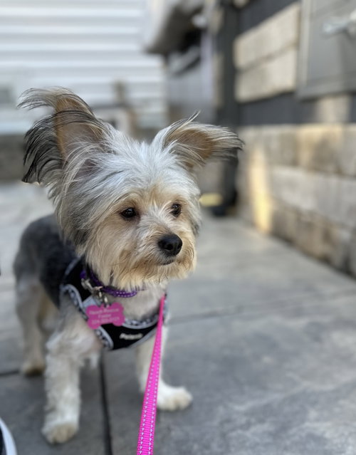 PENNE - Yorkshire Terrier Yorkie available for adoption