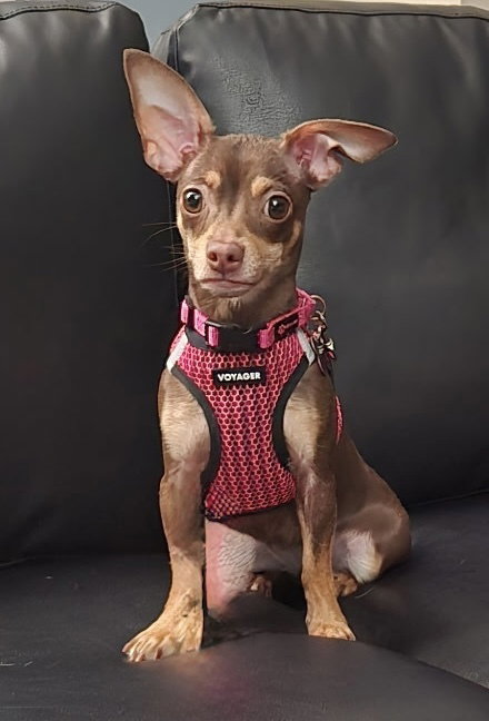 Millie Mae