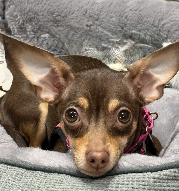 Millie Mae