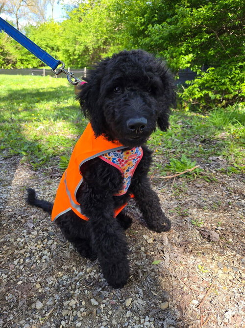 Nova, an adoptable Poodle in Mundelein, IL