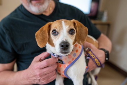 Zoe, an adoptable Beagle in Mundelein, IL
