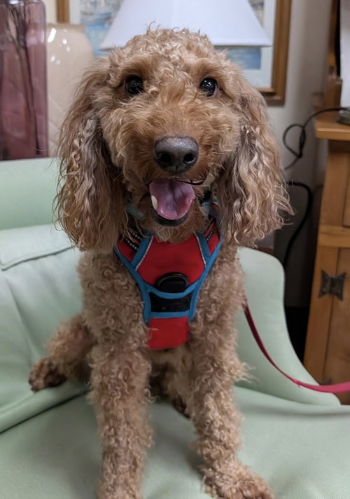 Finley, an adoptable Poodle in Mundelein, IL
