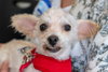 Frodo - Photo 1