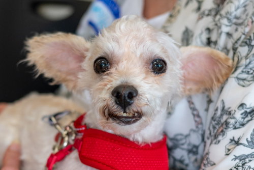 FRODO - Maltese / Terrier available for adoption