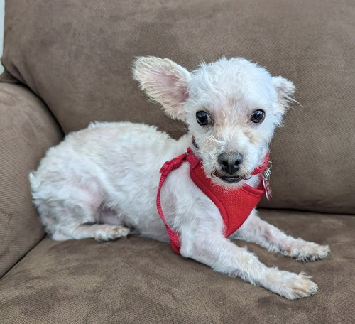 FRODO - Maltese / Terrier available for adoption