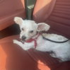 Frodo - Photo 3