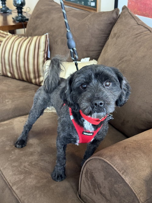 Emilio, an adoptable Shih Tzu in Mundelein, IL
