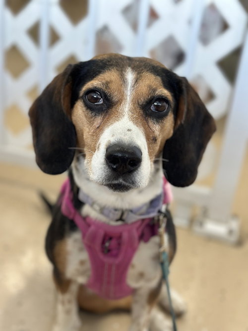 Pandora, an adoptable Beagle in Mundelein, IL