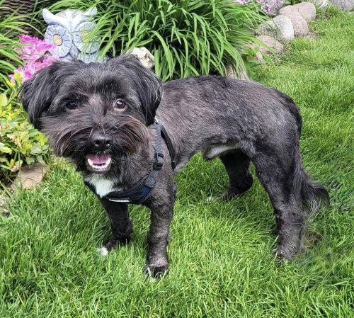 Todd, an adoptable Shih Tzu in Mundelein, IL