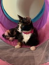Dalila - Photo 1