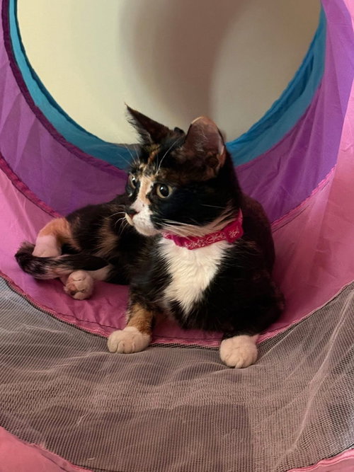 DALILA - Domestic Short Hair available for adoption